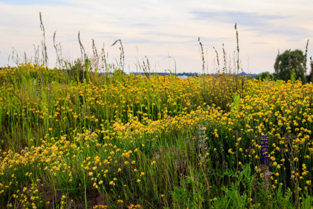 istock Blooming yellow clover in the summer season. 800967408