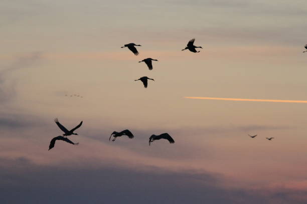 istock Sandhill cranes in nature 800967654