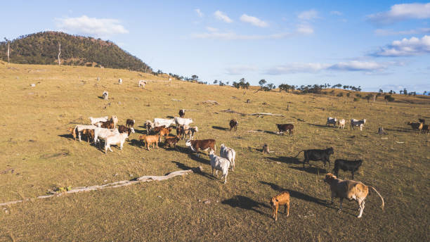 istock Country cows on the farm 800972016