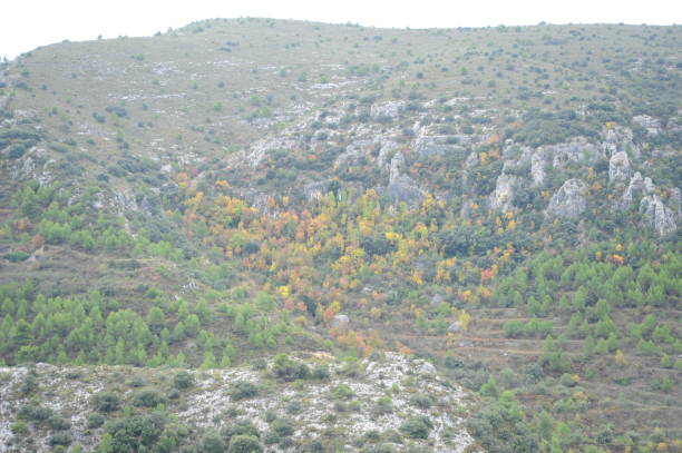 istock Autumn colors on the treein Spain 800972236