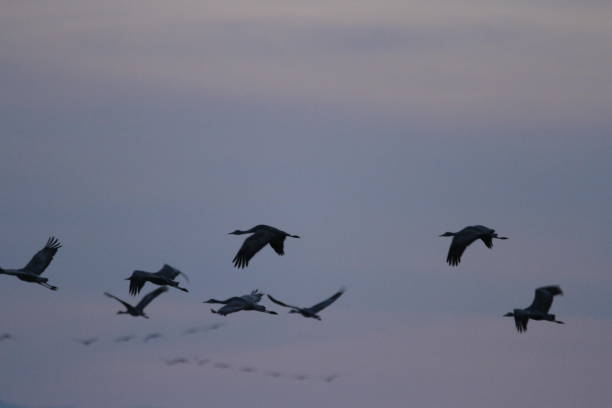 istock Sandhill cranes in nature 800972254