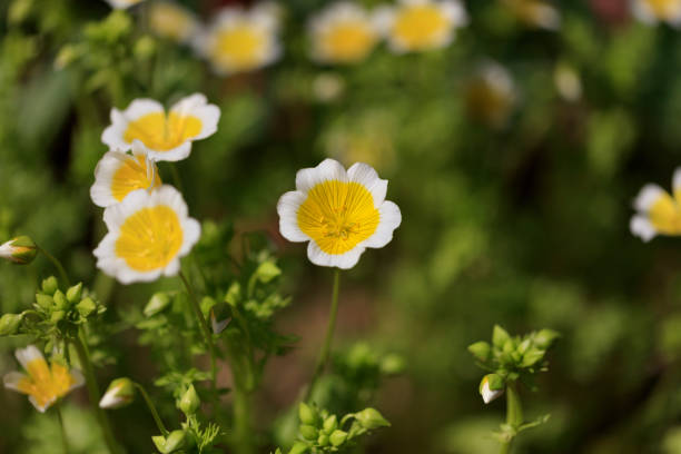 istock Yellow nemophila flower 800977116