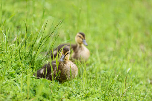 Two baby mallard ducks walking in the grass