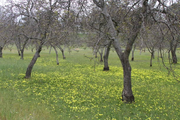 istock Wildlflowers in California 800977462