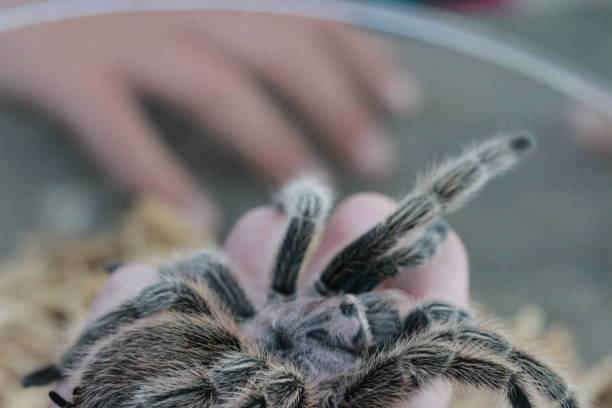 istock Tarantula in the wild 800987138