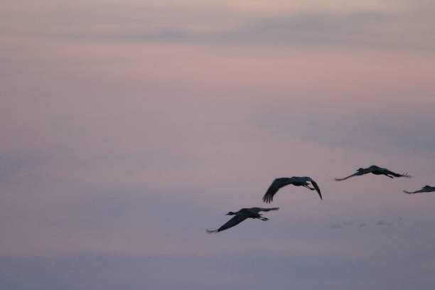 istock Sandhill cranes in nature 800989490