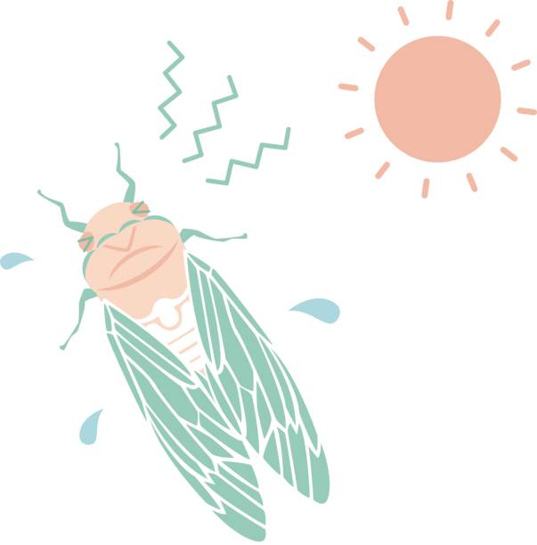 summer cicada vector illustration cicada stock illustrations