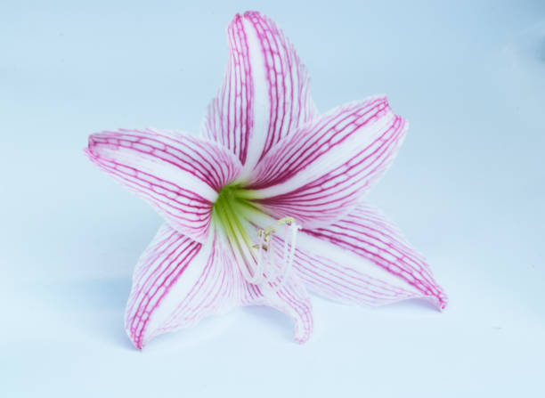 istock Flower Hippeastrum Flower color 800992414