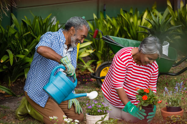 istock Smiling senior couple planting together in backyard 800992648