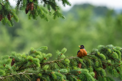 American robin sitting on an evergreen branch in the spring