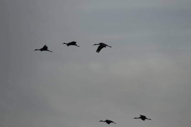 istock Sandhill cranes in nature 800995612