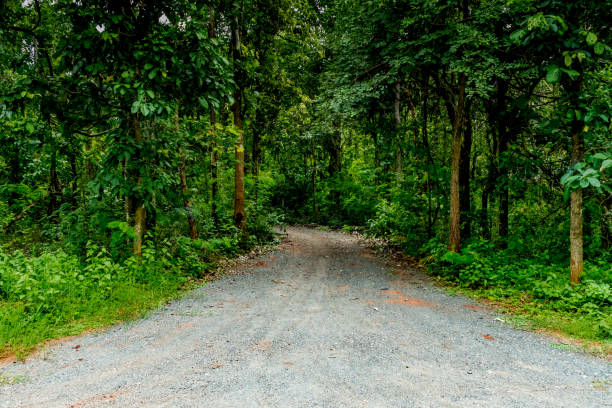 istock Dust road to the forest 800997898