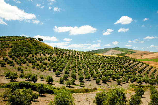 Olive Groves - Malaga - Spain stock photo