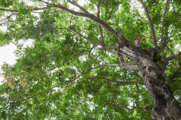istock branch and leaf of tree beautiful in the forest for background, bottom view  with copy space. 800998512