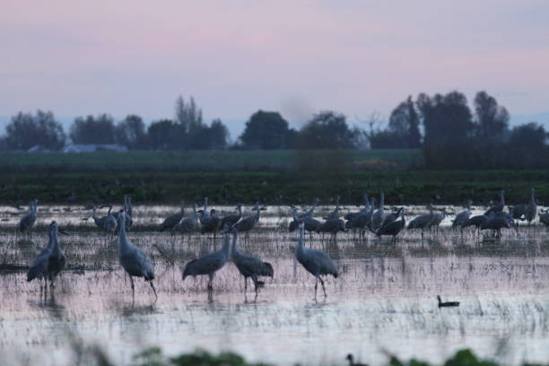 istock Sandhill cranes in nature 801003326