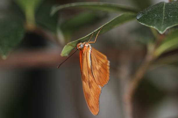 istock Butterflies on a flower in nature 801006300