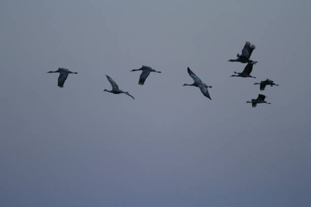 istock Sandhill cranes in nature 801008422