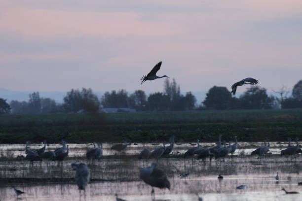 istock Sandhill cranes in nature 801008874