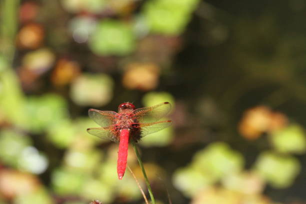 istock Dragon flies in the wild 801008948
