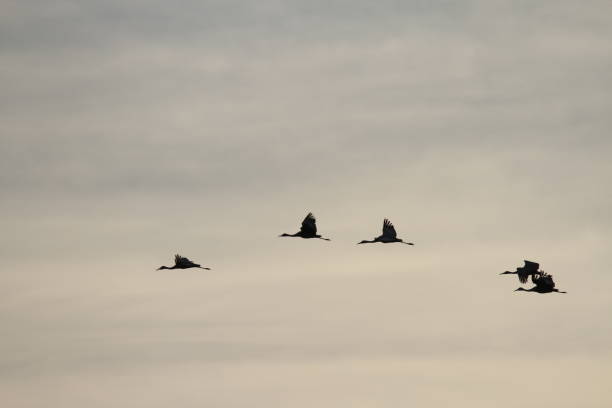 istock Sandhill cranes in nature 801011060