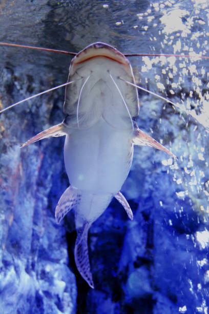 istock under the big fish in the deep blue and reflection of sunlight 801030650