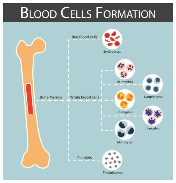 illustrations, cliparts, dessins animés et icônes de la formation des cellules sanguines (moelle osseuse produit des cellules sanguines série : érythrocytes, lymphocytes, neutrophiles, monocytes, éosinophiles, basophiles, thrombocytes) concept d’hématologie et infographie - femur bone