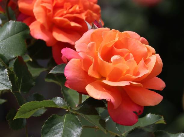 istock Brass Band Floribunda Orange Rose 801040410
