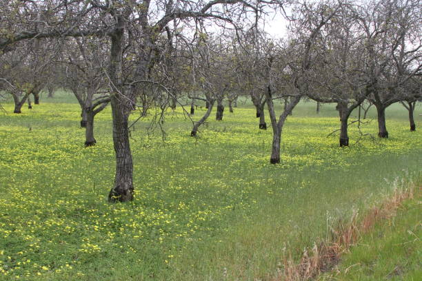 istock Wildlflowers in California 801040800