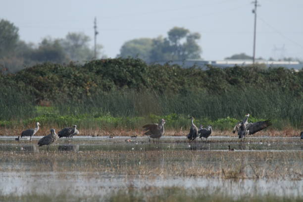 istock Sandhill cranes in nature 801043450