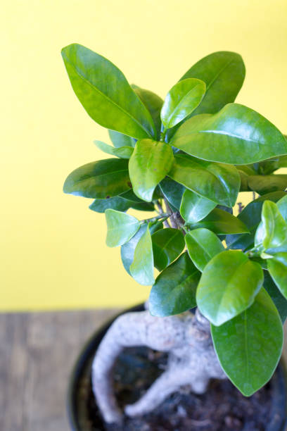 Ficus ginseng on a yellow background Ficus ginseng in a pot on a yellow background ficus microcarpa bonsai stock pictures, royalty-free photos & images