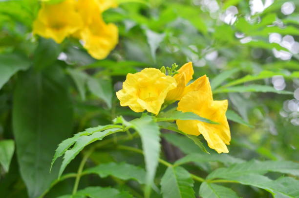 istock Yellow Mirabilis jalapa 801051614
