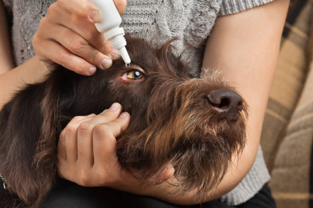 istock hands dripping drops to eyes of dog 801051662