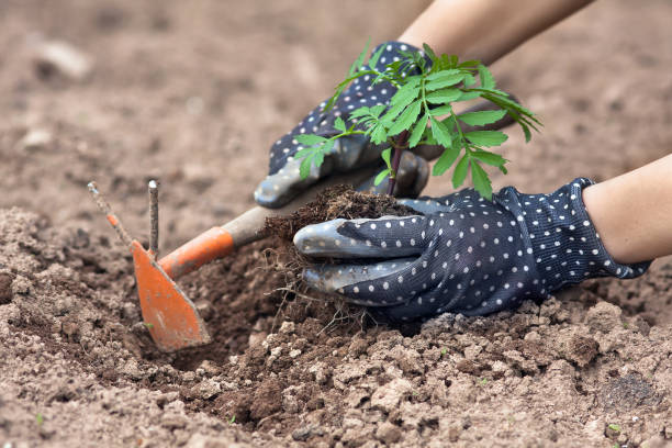 istock hands with hoe planting marigolds in the garden 801051716