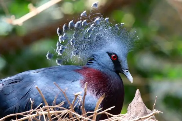 Victorian Crowned-Pigeon
