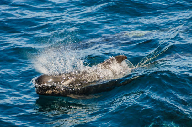 Long-finned Pilot Whales Encounter with long-finned pilot whales, enroute between the Ushuaia and the Falkland Islands. globicephala macrorhynchus stock pictures, royalty-free photos & images
