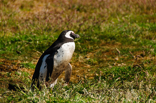 Magellanic Penguin at Carcass Island, The Falkslands