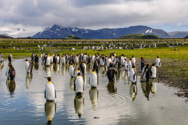 rey pingüinos sobre llanuras de salisbury - islas malvinas fotografías e imágenes de stock