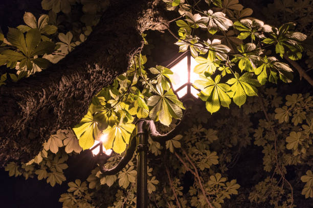 istock Leaves chestnut in the light of lantern 801071944