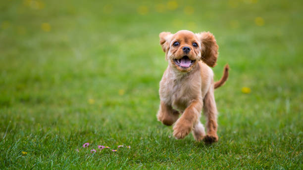istock Little cavalier king charles spaniel puppy running outside 801073258