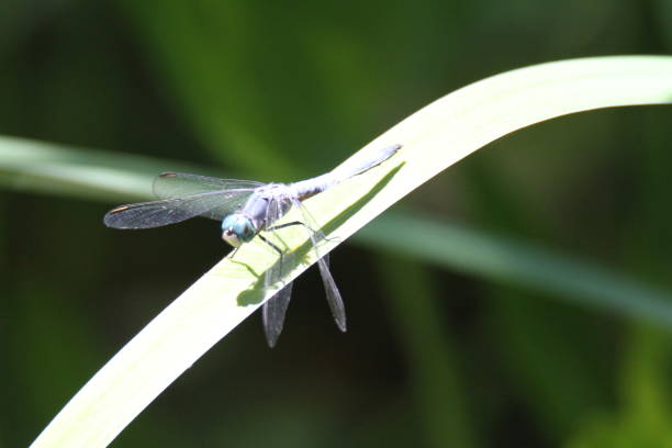 istock Dragon flies in the wild 801077706
