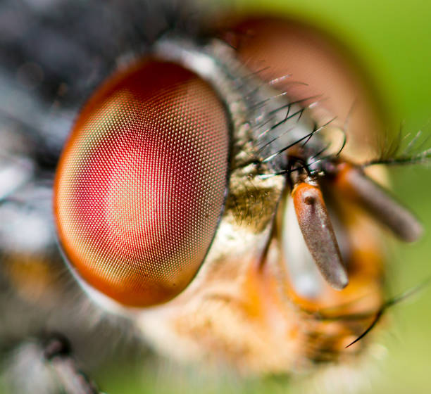 istock Portrait of a fly in nature 801089716