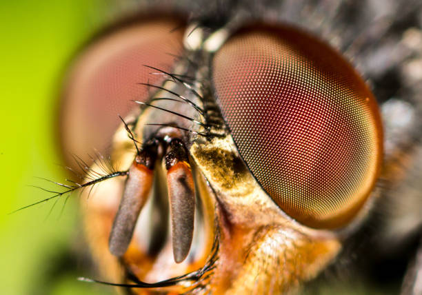 istock Portrait of a fly in nature 801089952