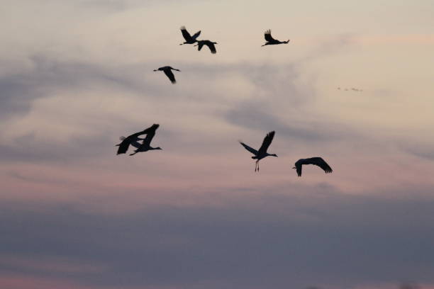 istock Sandhill cranes in nature 801092850