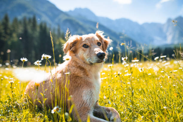 retrato de perro perdiguero de oro en el prado - golden daisy fotografías e imágenes de stock