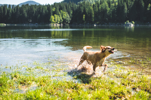 dog running on the lake