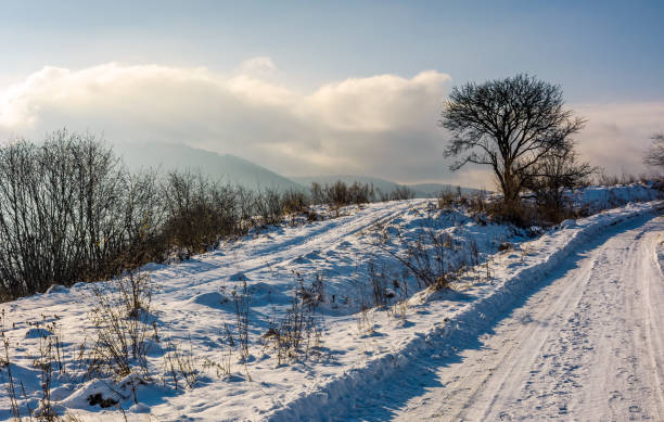 istock tree by the countryside road in winter mountains 801102696