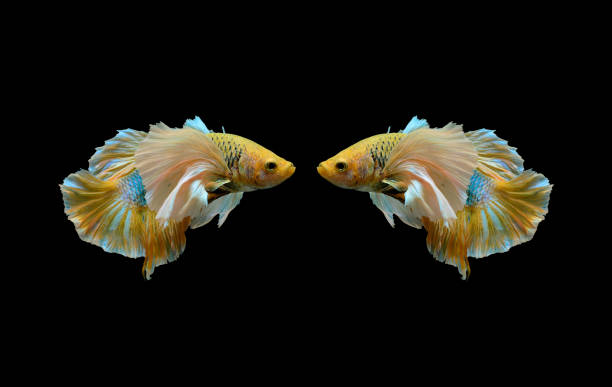 istock two yellow betta fish, fighting fish, Siamese fighting fish isolated on black background,  Pla-kad biting fish Thai, 801102808