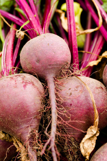 istock Fresh beetroots handpicked in home garden close up 801105318