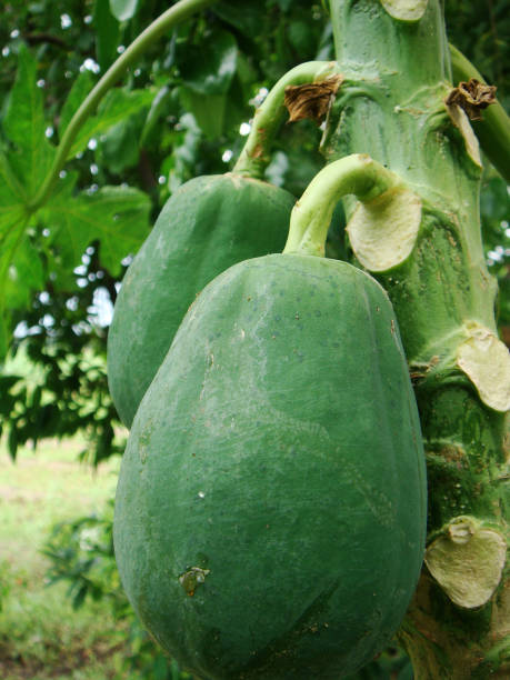 istock Papaya Fruits Hanging on the tree 801105918