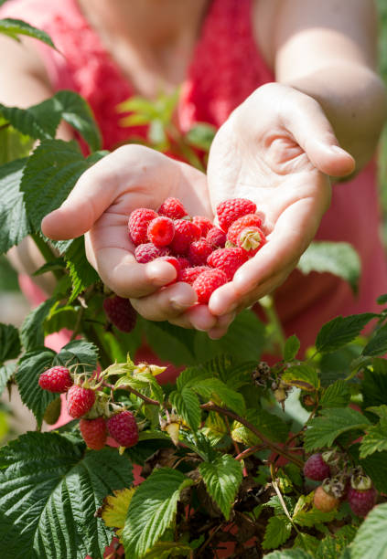 Young adult women share raspberries holding in hands stock photo
